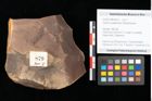 Foto (Objekt + Etikett) von Quercus palaeoilex Ettingshausen (NHMW-GEO-2024-0188-0879)